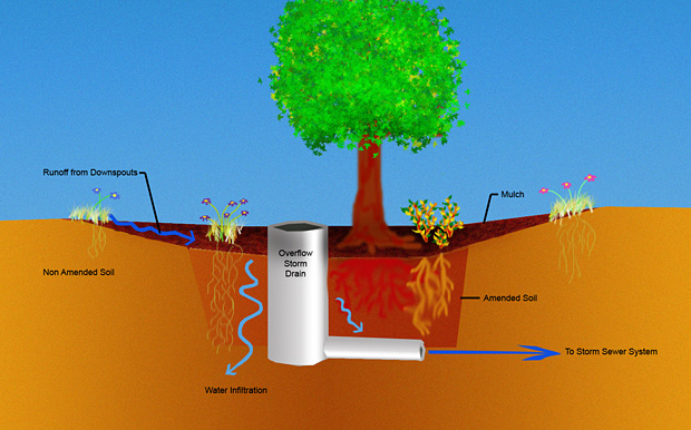 Rain garden design details