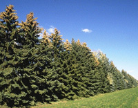 Figure 2. Typical coniferous wind break